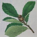 참나무 6형제의 잎과 도토리 이미지