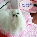 디얼퍼피 체험단 첫번 째 후기 - "러블리 스텝"