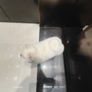 잠실베스트동물메디컬센터 이미지