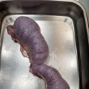 24시청주이음동물의료센터