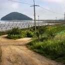 교동 난정리 해바라기밭(8.17일) 이미지