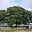 마을 보호수 이미지