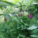 병세농장 이미지