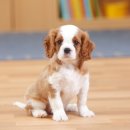 소랑동물병원 이미지