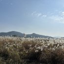 (마감)11.1. 가을감성나드리----강천섬과 비엔날레. (은행나무길. 갈대밭. 사찰음식.국제전) 이미지