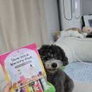 오키지푸드 | [조공오키로스틱] 기호성 끝판왕 조공츄르 버라이어티 10종, 강아지 고양이 간식 솔직 급여 후기!