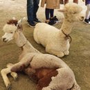 새인농장 이미지