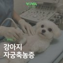 비바동물병원 이미지