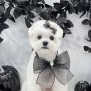 하떼하떼 이미지