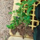 장미목장 이미지