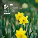 예산-52 | [충남 예산] 추사 김정희 선생의 생가, 목련과 수선화가 만발한 사진 맛집, 추사 고택