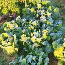 춘길농장 이미지