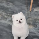 bbodog(뽀독) 이미지