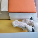 빠멍애견미용실 이미지