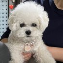 쏘스윗펫 | 판교 애견카페 쏘스윗커피&amp;펫호텔 열번넘는 재방문후기🐶🐾