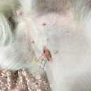 명진동물병원 이미지