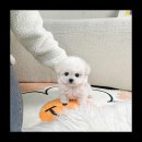 유앤미펫 강아지분양 고양이분양 용인점 이미지