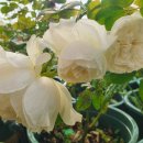 화이트 클라우드 이미지