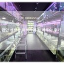 천안 가볼만한곳 이색카페 추천 천안아이랑 신방동카페 천안 수족관 팀아쿠아 방문 후기!
