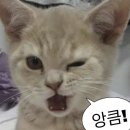 모여봐요 고양이 카페 이미지
