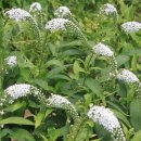 까치인터넷 이미지