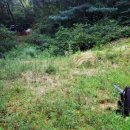 내곡동416 | 서울벌초대행 서초구 내곡동 산55 2기 산소