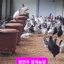 천마산청계농장 "청계유정란" 장연주 농장 이미지