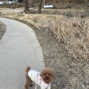 핏더독 네이버블로그