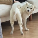 식빵이네 | [애견용품후기] 식빵이네 강아지옷 사이즈 추천