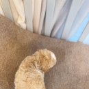 토이 켄넬 이미지