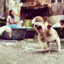 송강한우 이미지