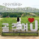 금강 | 공주 미르섬 데이지는 언제 피나 4월 29일 실시간 후기 +금강신관공원