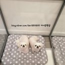 마이쏭 펫샵 이미지