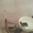 계곡사슴팬션 이미지