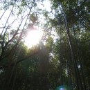 죽림원 이미지