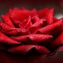 관기초교병설유치원 이미지