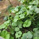 금장농장 이미지