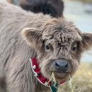 애니멀랜드 이미지