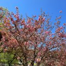 인제대학교 | 김해 인제대학교 겹벚꽃 실시간 후기 26.4.13