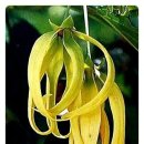 일랑일랑 이미지