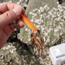 시락 소포마을 이미지