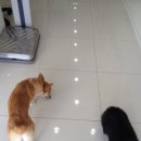 광명시티동물병원 이미지