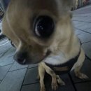 굄 이미지