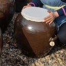시흥시농업기술센터 | 시흥시 농업기술센터 장가르기 체험행사