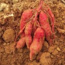 박진우농장 이미지