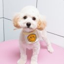 오룡애견미용 이미지