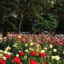 이곡장미공원 이미지