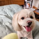 포동이 펫살롱 이미지