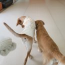 댕댕특별시 이미지