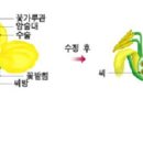 5학년과학 식물의구조와기능 이미지